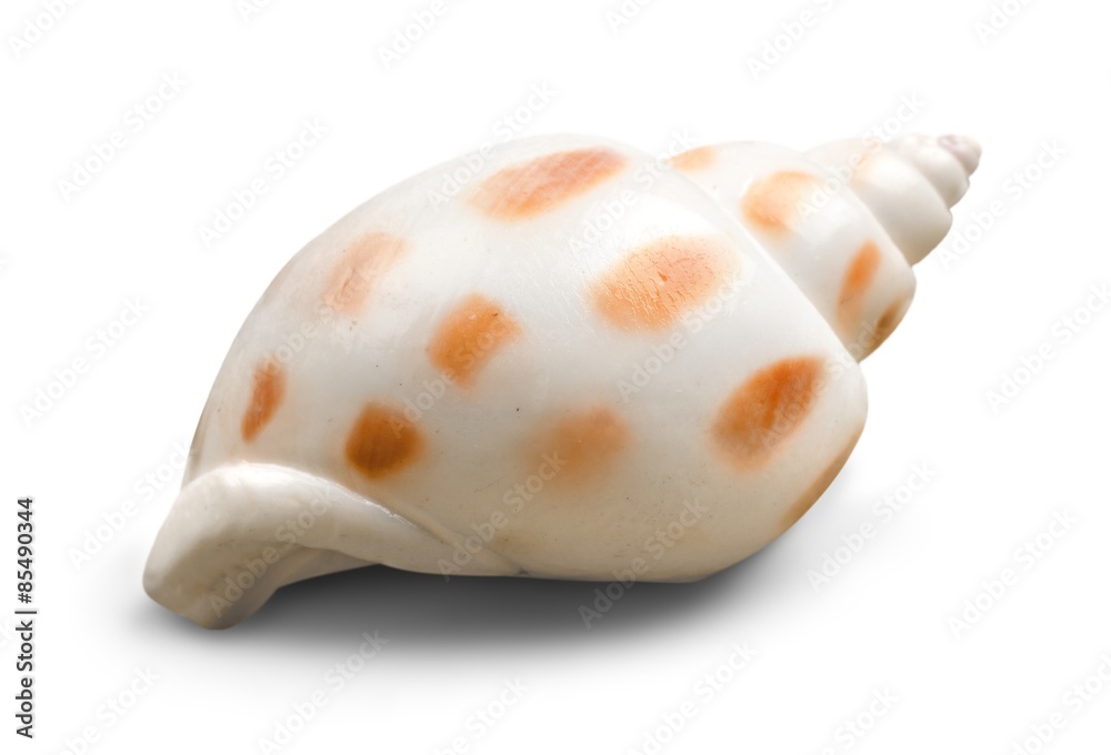 Naklejka premium Animal, aquatic, arrangement.