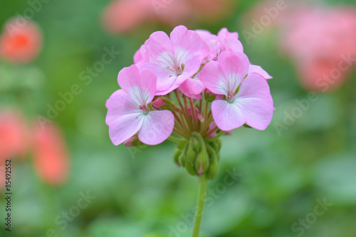 Fototapeta Naklejka Na Ścianę i Meble -  pink geranium flower, nature closeup soft focus background