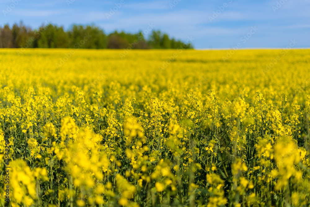 Oilseed Rapeseed Flower Close up in Cultivated Agricultural Field, Selective Focus with Shallow Depth of Field, Crop Protection Agrotech Concept