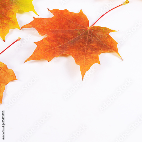 Autumn maple leaves isolated on white