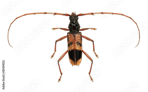 Eucalyptus long-horned beetle isolated on a white background © Alexey Protasov