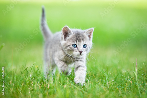 Little grey kitten walking in the yard
