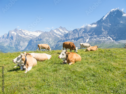 Swiss cow