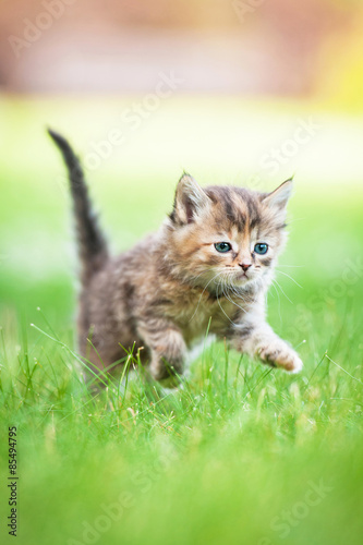 Little tabby kitten running in the grass