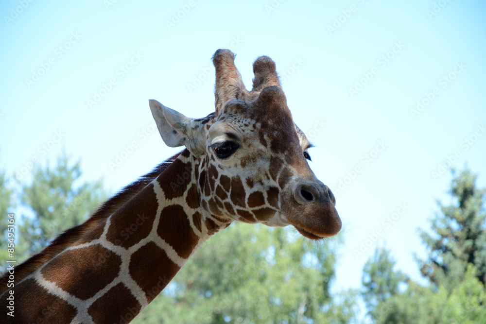 Giraffe Giraffe