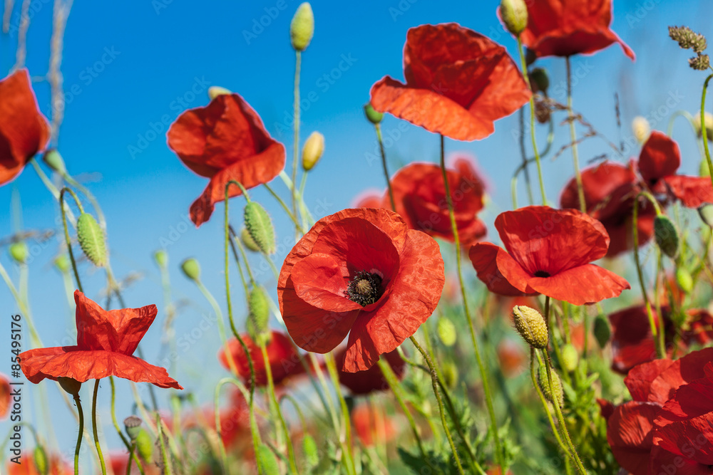 Obraz premium Flowers of red poppy growing in the meadow