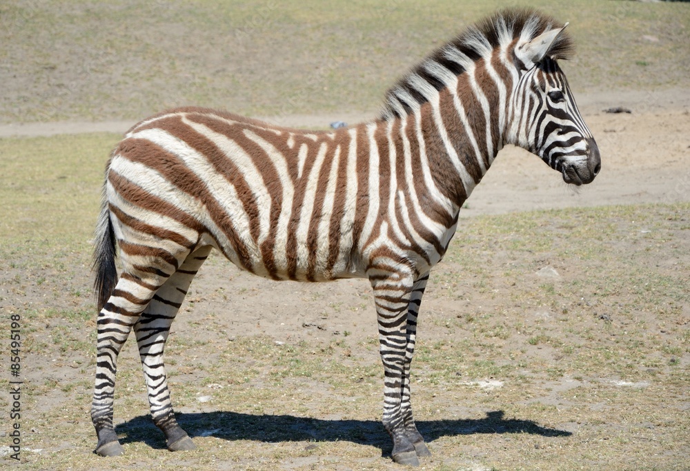 Zebra