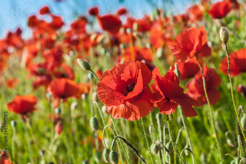 Flowers of red poppy growing in the meadow