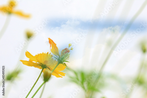 Flowers on a cloudy sky backdrop