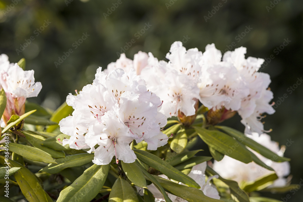 blooming azalea in the garden blooming azalea in the garden