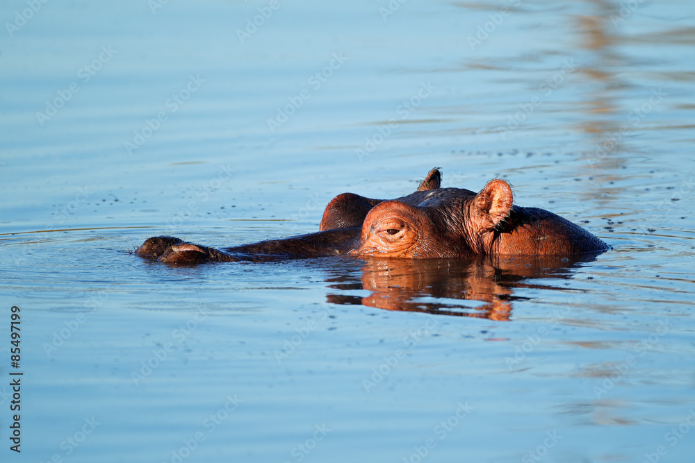 Fototapeta premium Hippopotamus in water