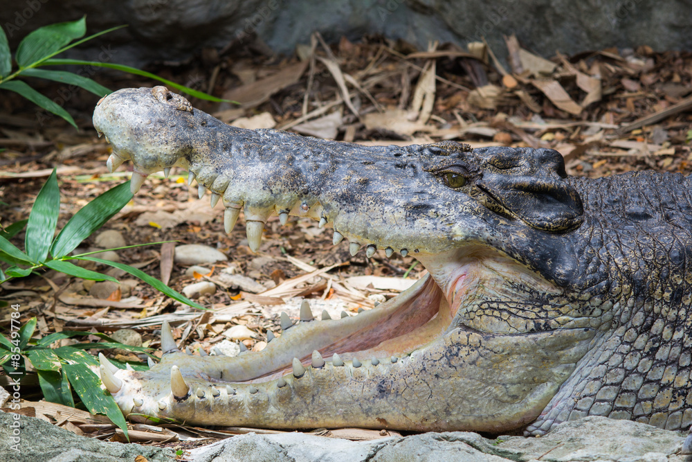 Fototapeta premium Salt-Water Crocodile dwell in the zoo