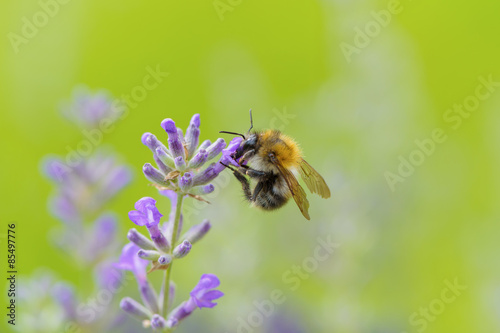 Bumblebee on Lavender © Marek Walica