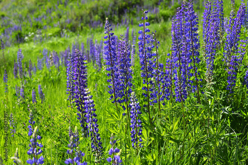 Blooming lupine