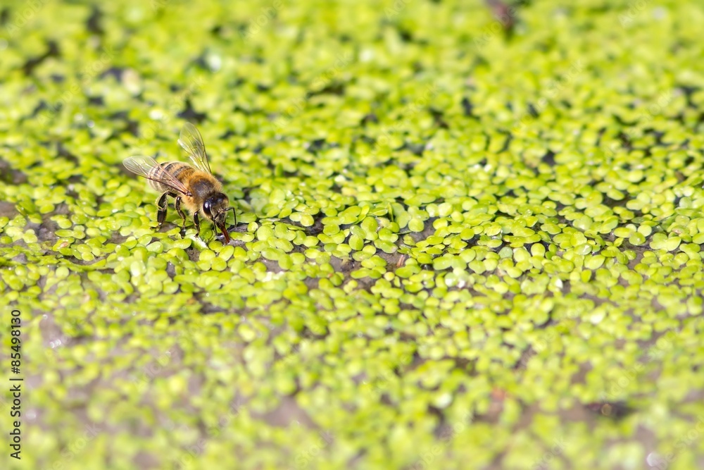 Trinkende Honigbiene auf Kleinen Wasserlinsen / Drinking honey bee on small duckweed Trinkende Honigbiene auf Kleinen Wasserlinsen / Drinking honey bee on small duckweed