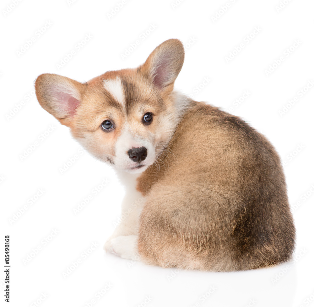 Pembroke Welsh Corgi puppy back view. isolated on white backgrou