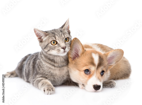 Pembroke Welsh Corgi puppy lying with cat together. isolated on © Ermolaev Alexandr