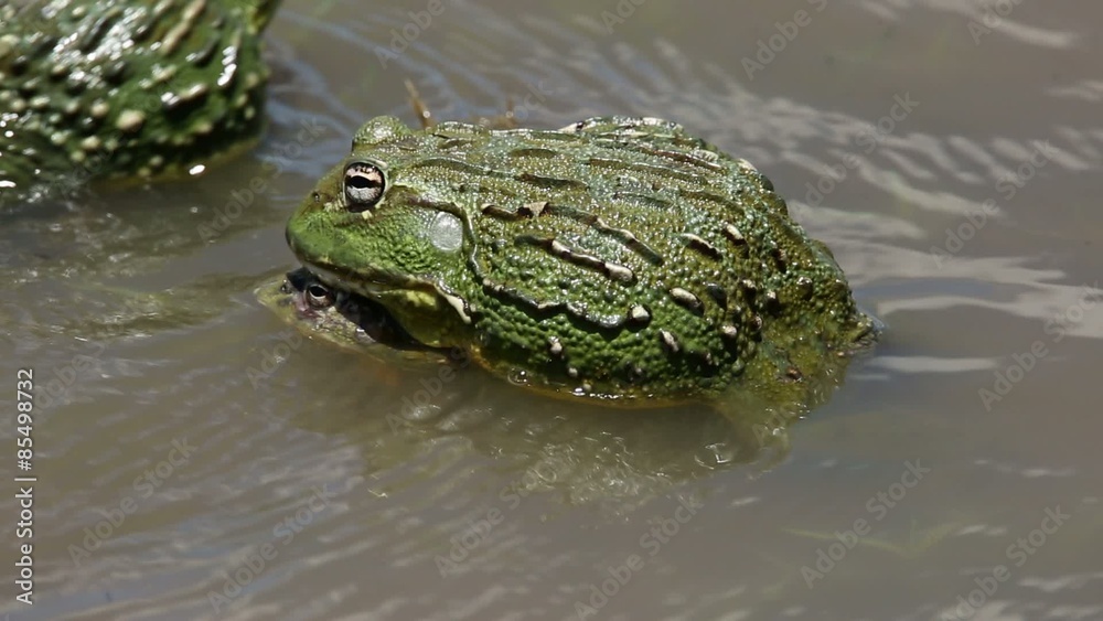 A pair of African giant bullfrogs (Pyxicephalus adspersus) mating in