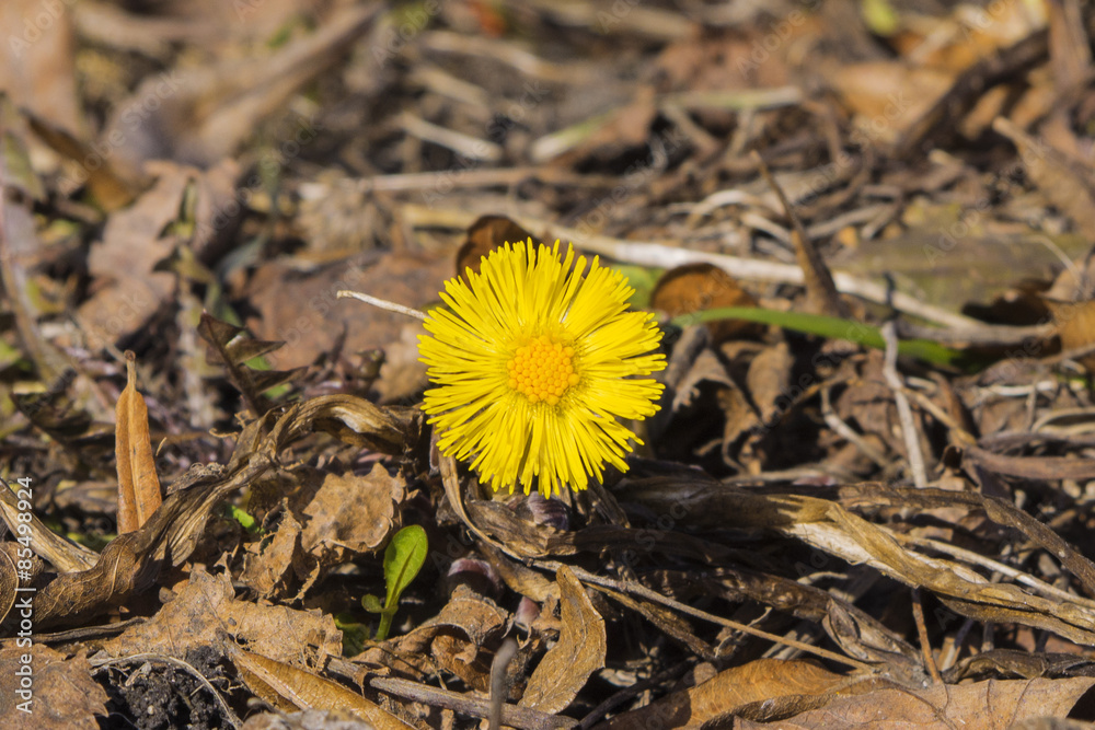 spring yellow dandelion