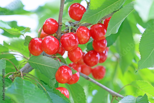 さくらんぼ　（佐藤錦）