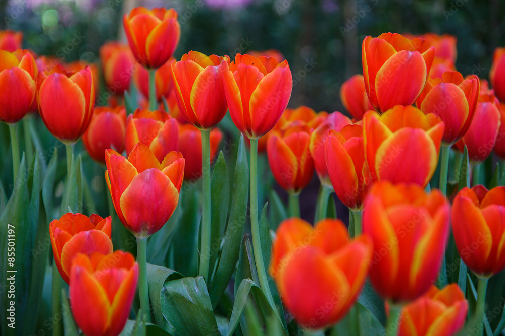 Obraz premium colorful field of tulips in the morning light. very beautiful tulips in bloom and smell spring. Colorful tulip garden
