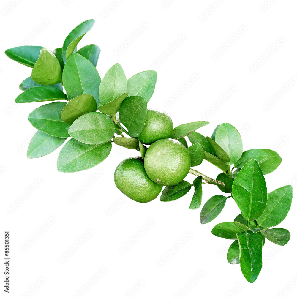 custom made wallpaper toronto digitalorange tree with young sweet oranges