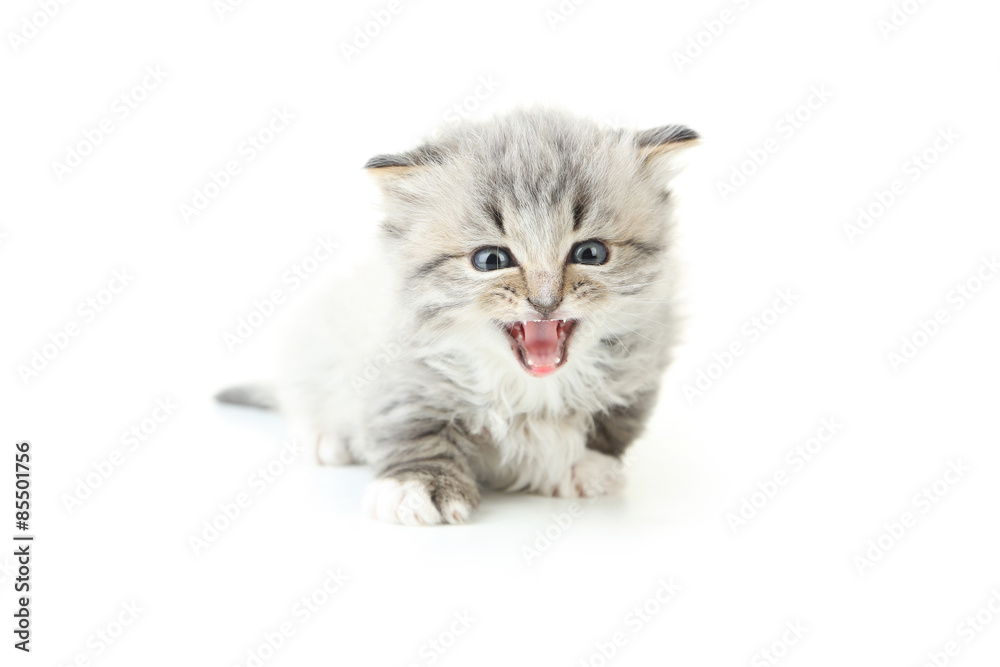 Obraz premium Small kitten isolated on white