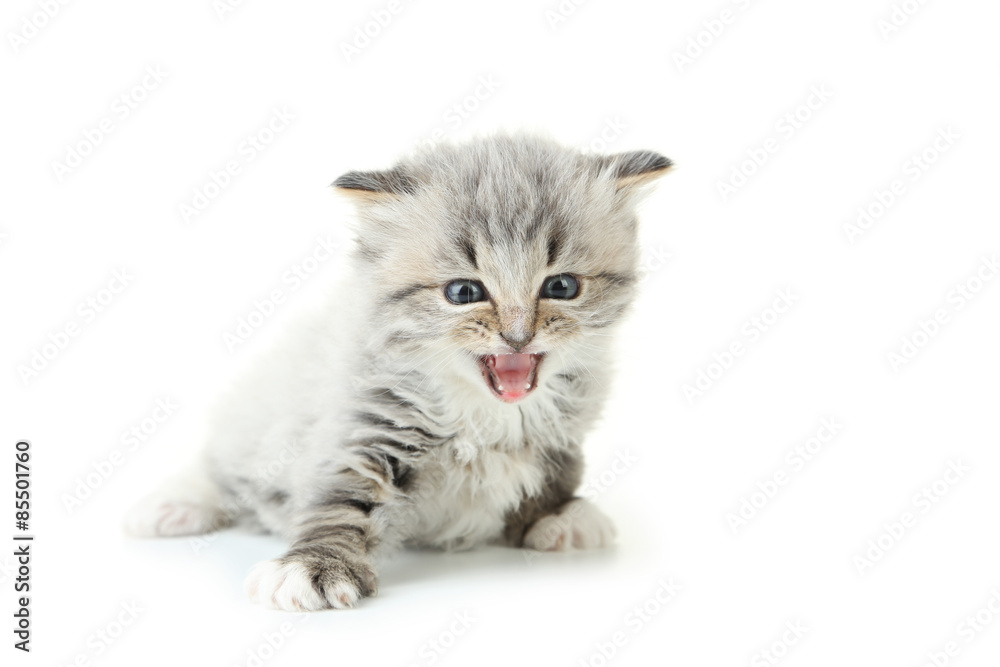 Obraz premium Small kitten isolated on white