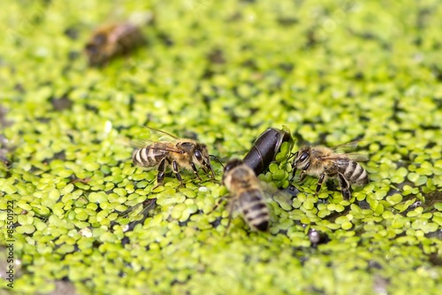 Trinkende Honigbienen auf Kleinen Wasserlinsen   Drinking honey bees on small duckweed