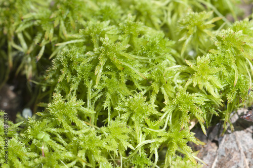 Peatmoss macro