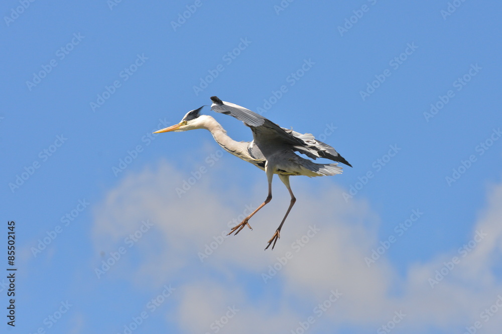 Obraz premium héron