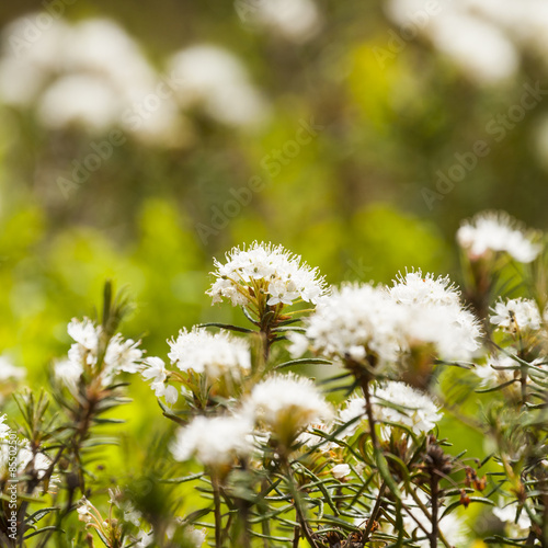 Wild Rosemary flowers in Finland © ansaharju