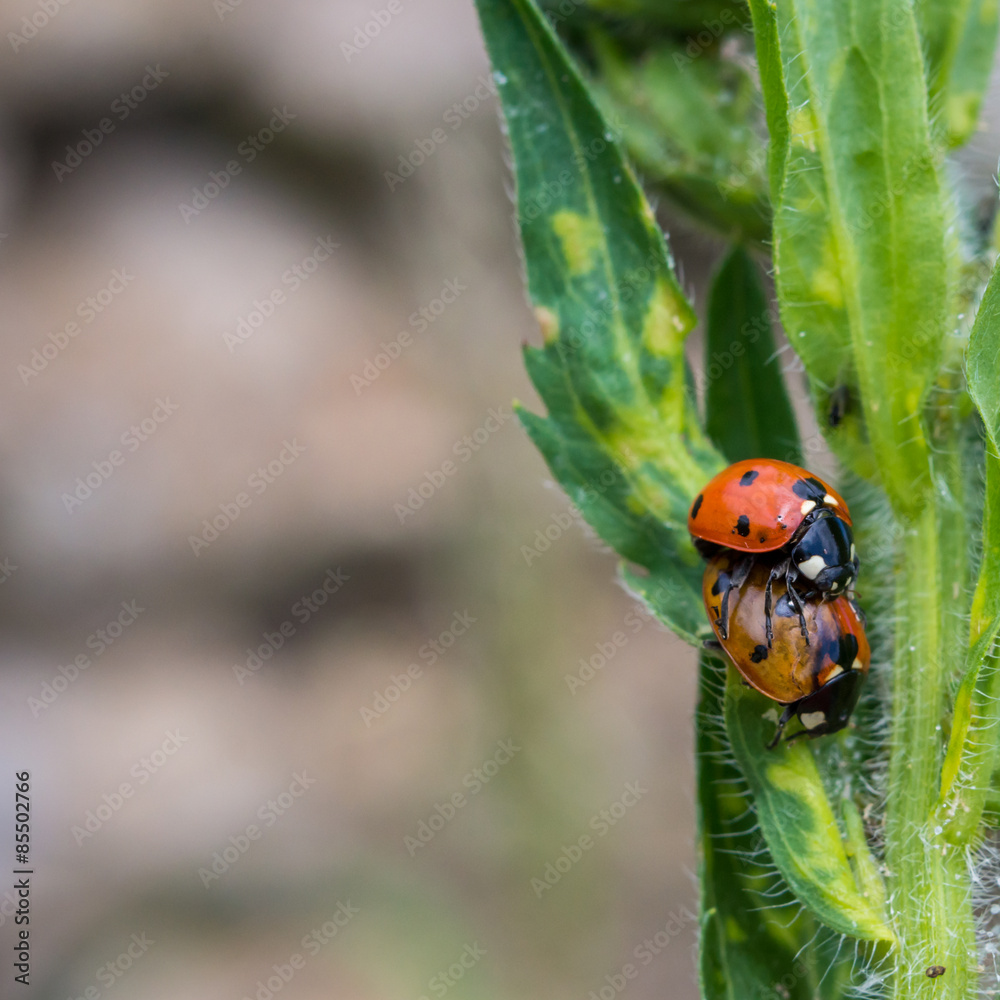 Obraz premium reproduction des coccinelles