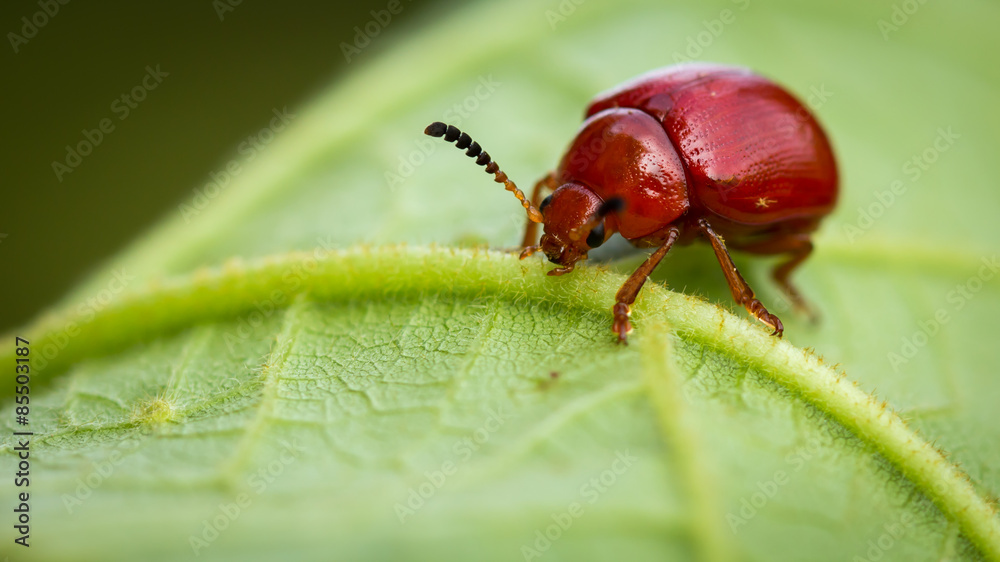 red bug on a green leaf red bug on a green leaf