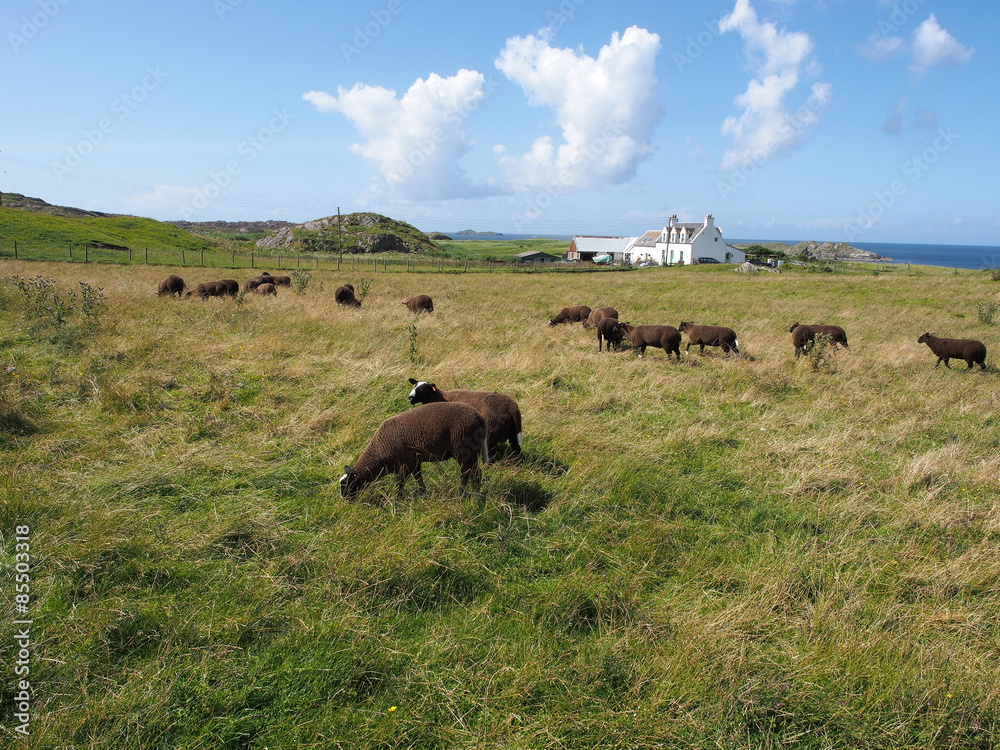 Hebrideninsel Iona