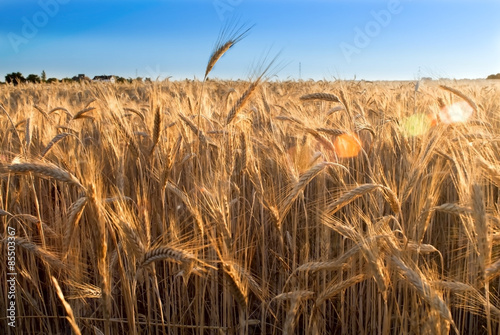 Wallpaper Mural Wheat field on the sunrise of a sunny day Torontodigital.ca