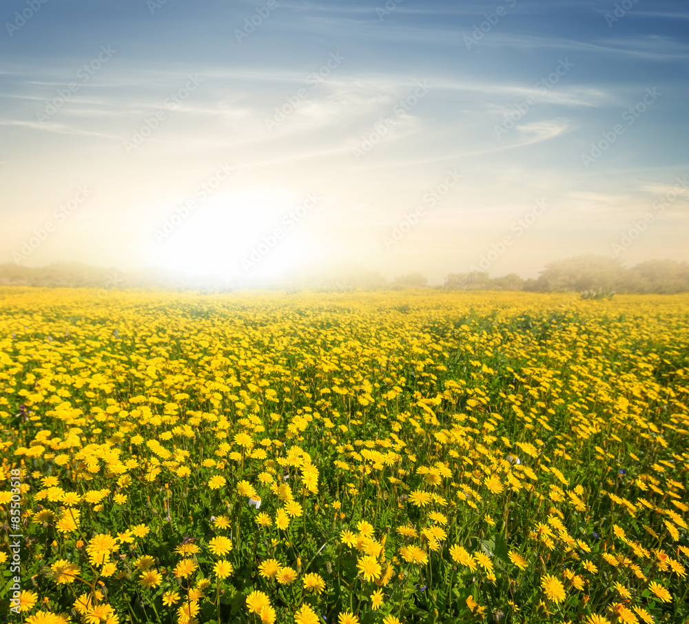 field with yellow flowers at the evening