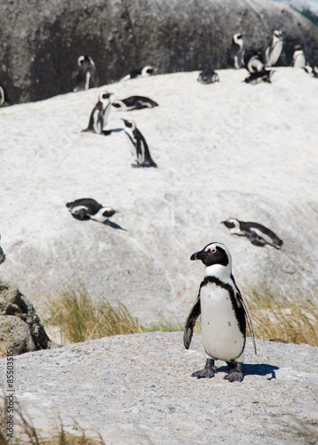 Unter Beobachtung von afrikanischen Pinguinen