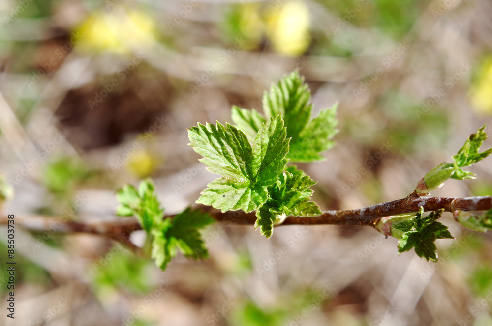 Young Leaf blackberry Young Leaf blackberry