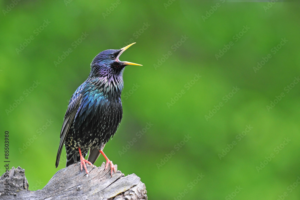Fototapeta premium Common starling