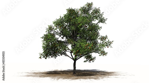 peach tree - isolated on white background