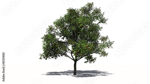 Εκτύπωση καμβά peach tree - isolated on white background