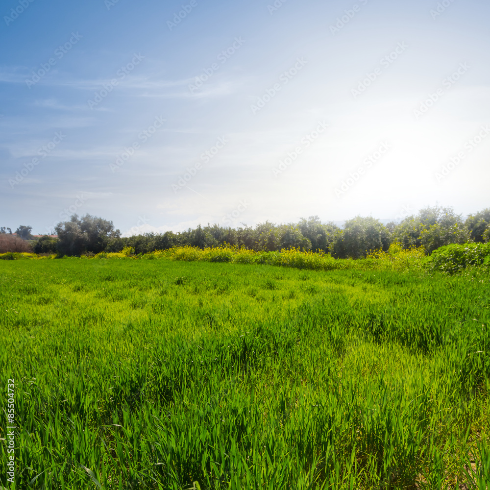 beautisul summer green fields