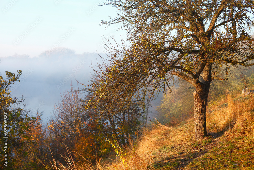 Autumn tree and river in fog