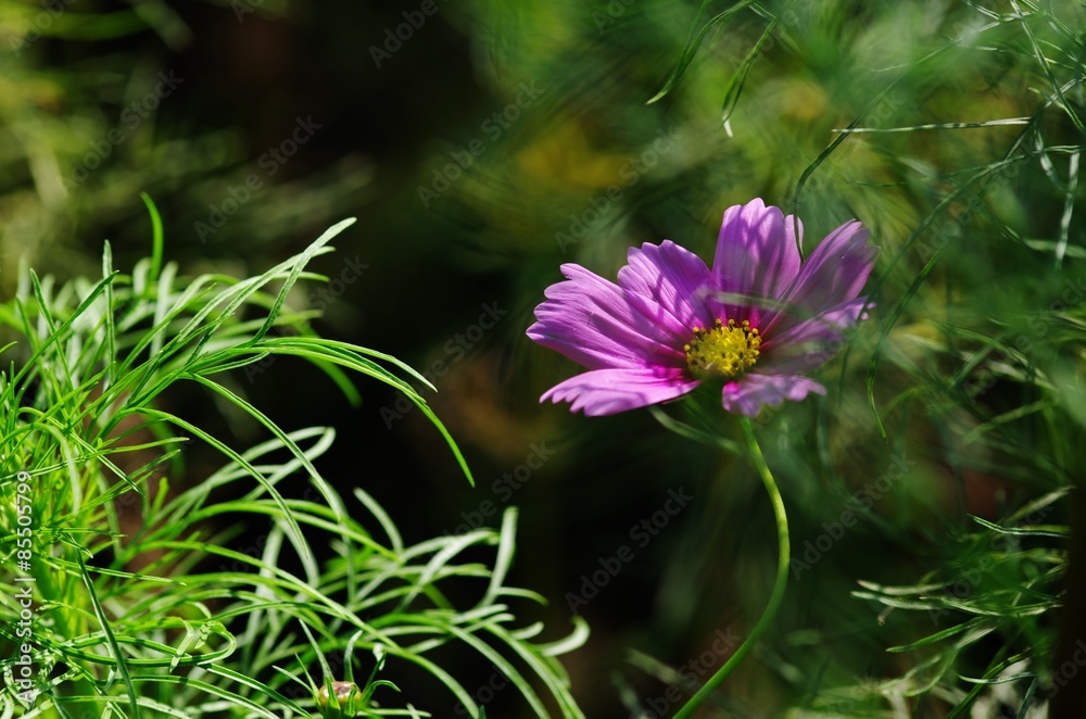 Fototapeta premium コスモス 