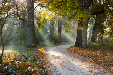 Wandcirkels Olijfgroen Eikenbomen in gouden zonlicht  © Olha Afanasieva