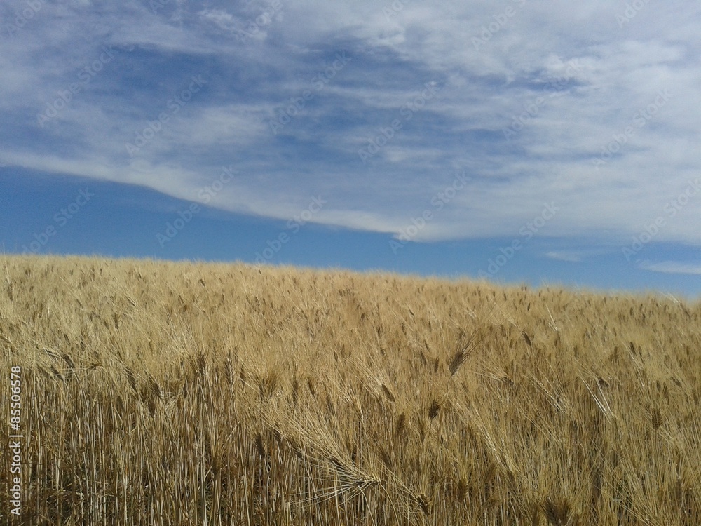 Campo di grano, campagna