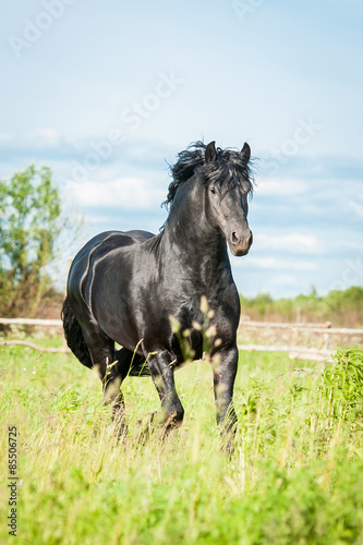 Beautiful black friesian stallion running on the field in summer