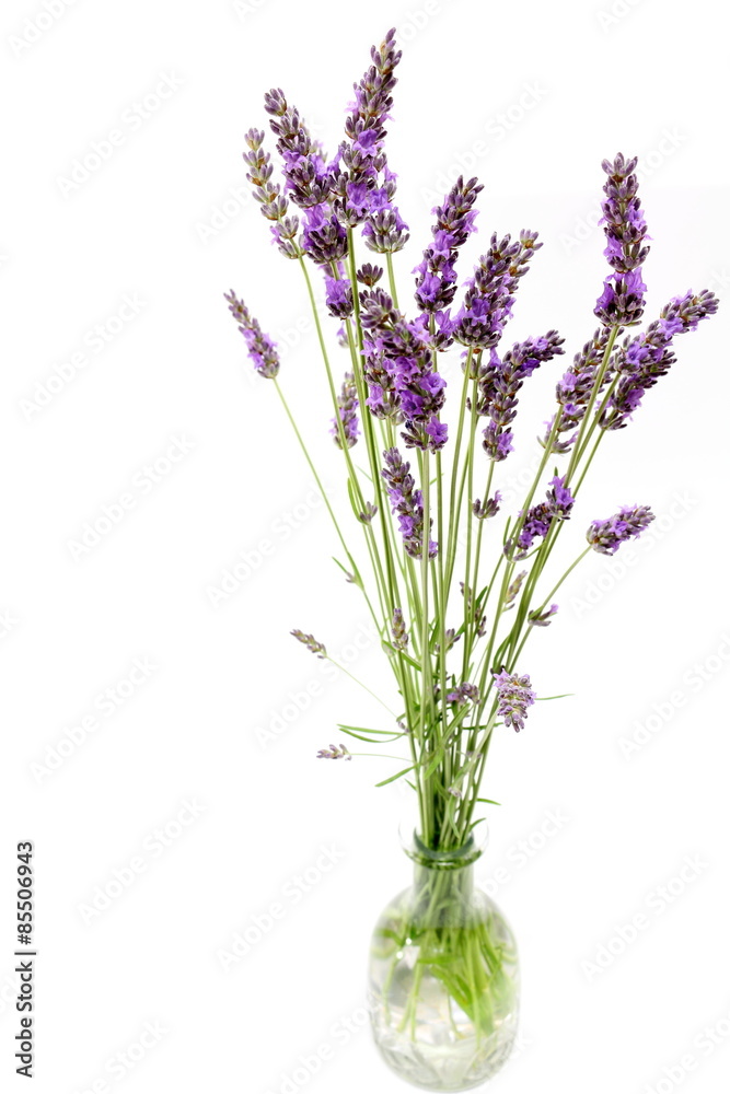 Obraz premium Lavandin Lavender