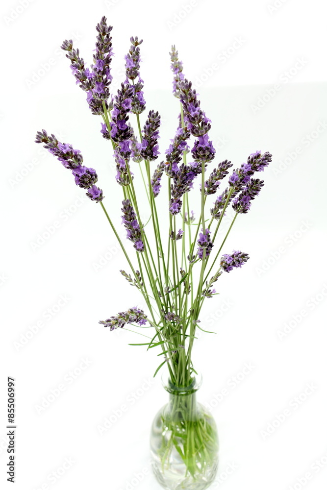 Fototapeta premium Lavandin Lavender